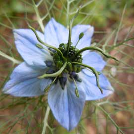 nigella